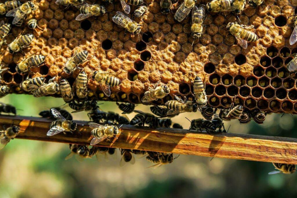 Inwazja pszczół w bielskiej szkole!