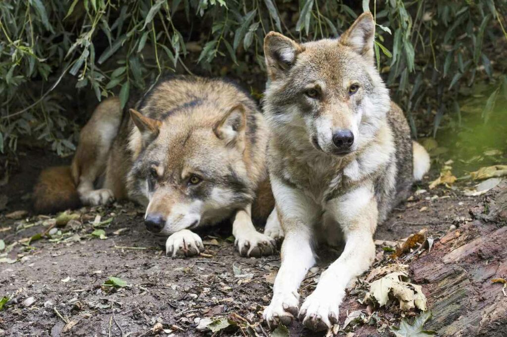 Wilki w Gminie Bielsk Podlaski. Władze apelują o zabezpieczanie zwierząt